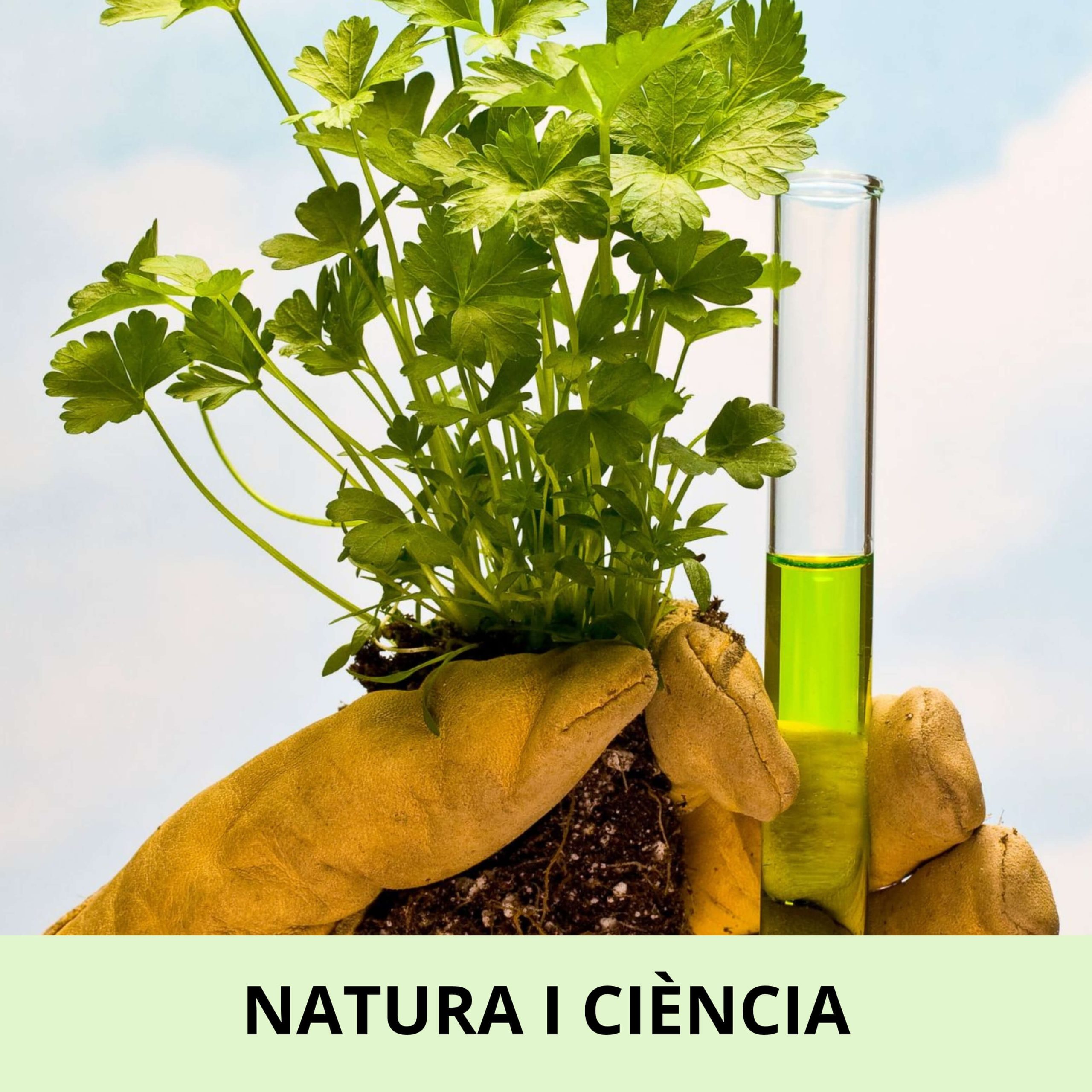 una planta